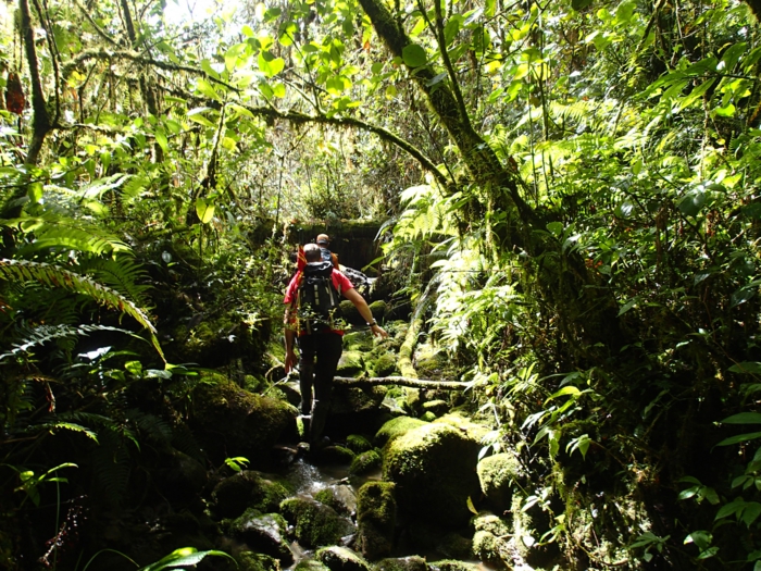 papua jungle