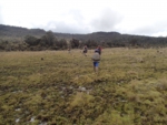 grass field