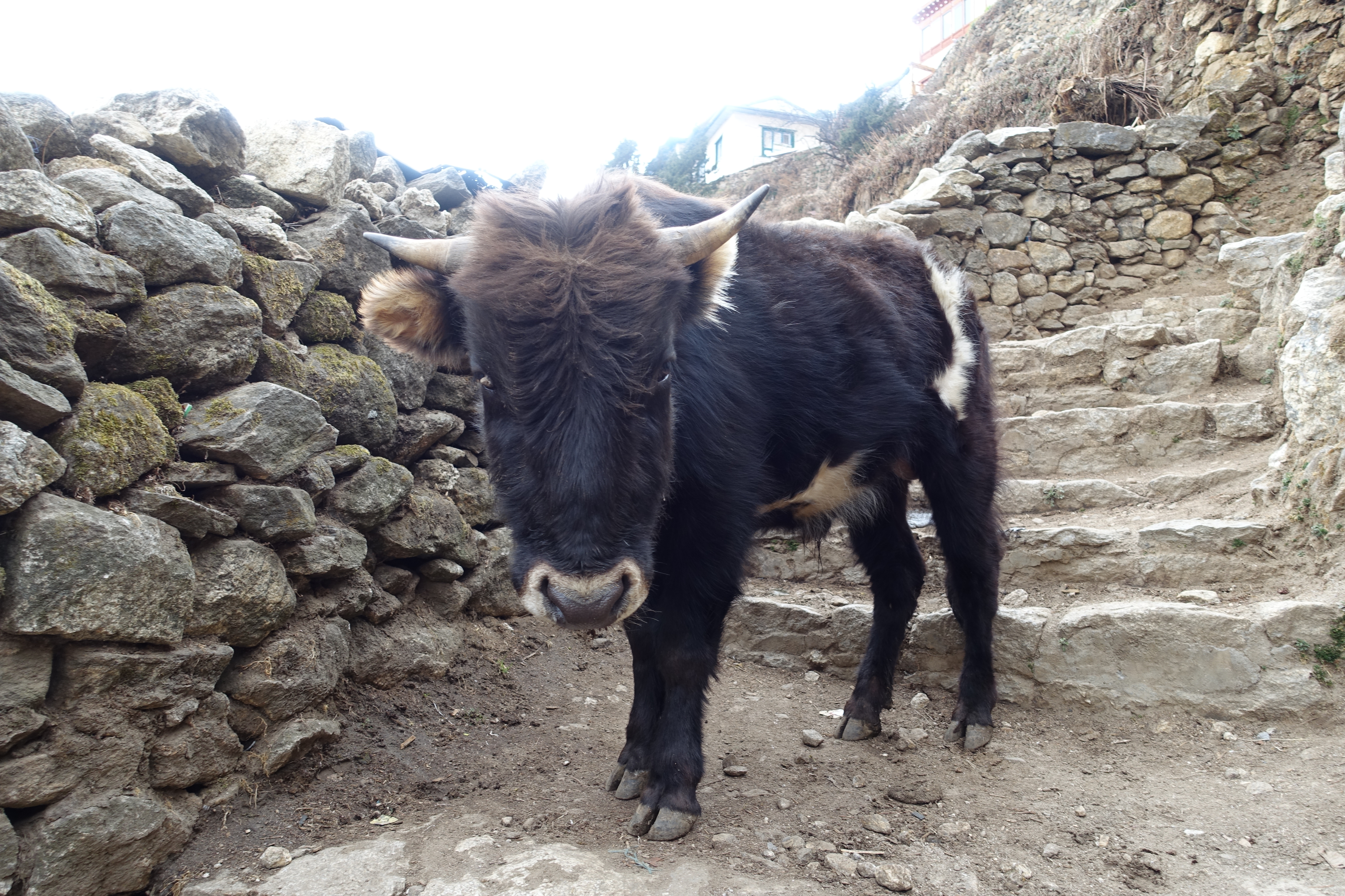 Cow of Namche