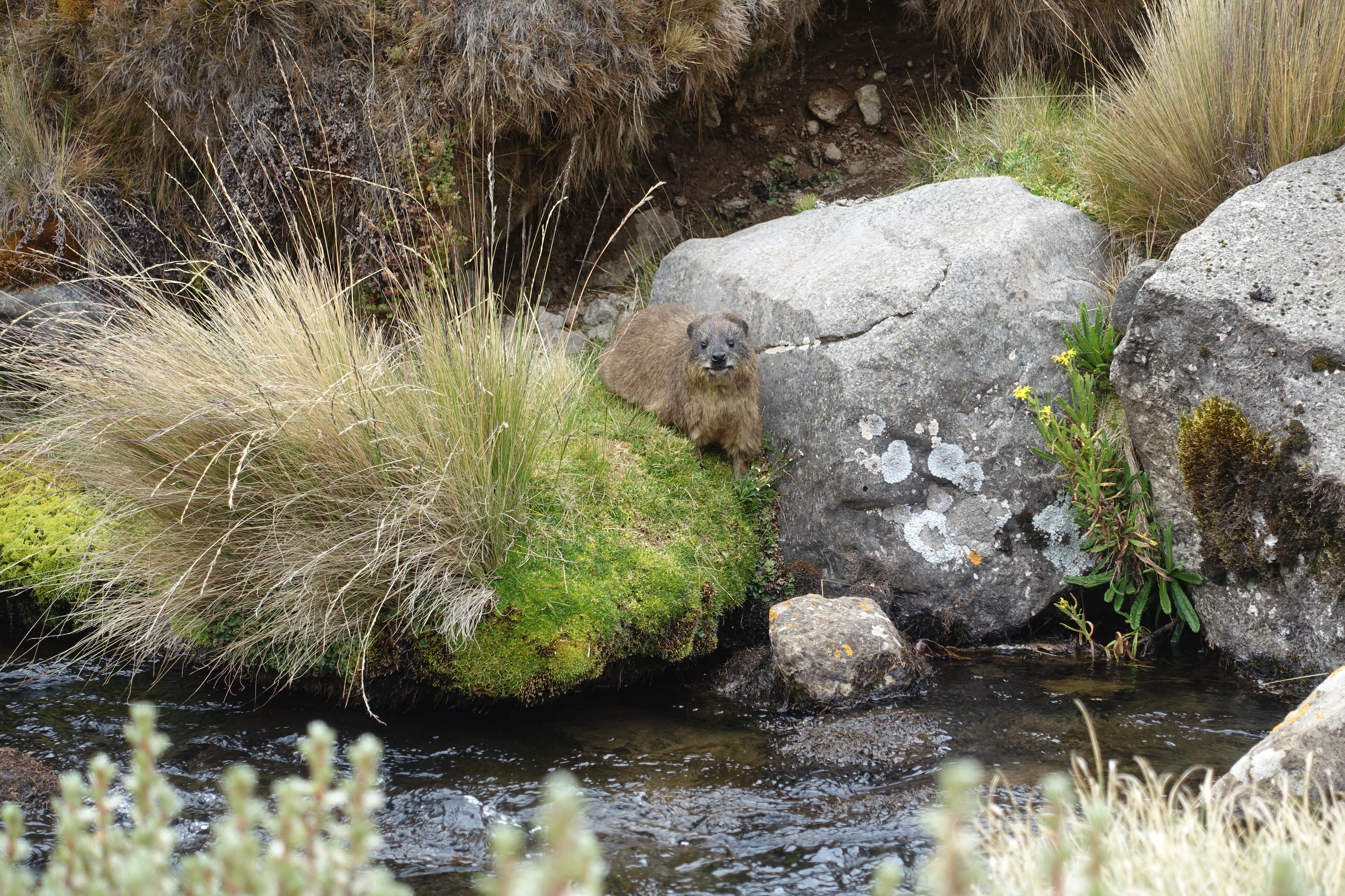 Rock Hyrax