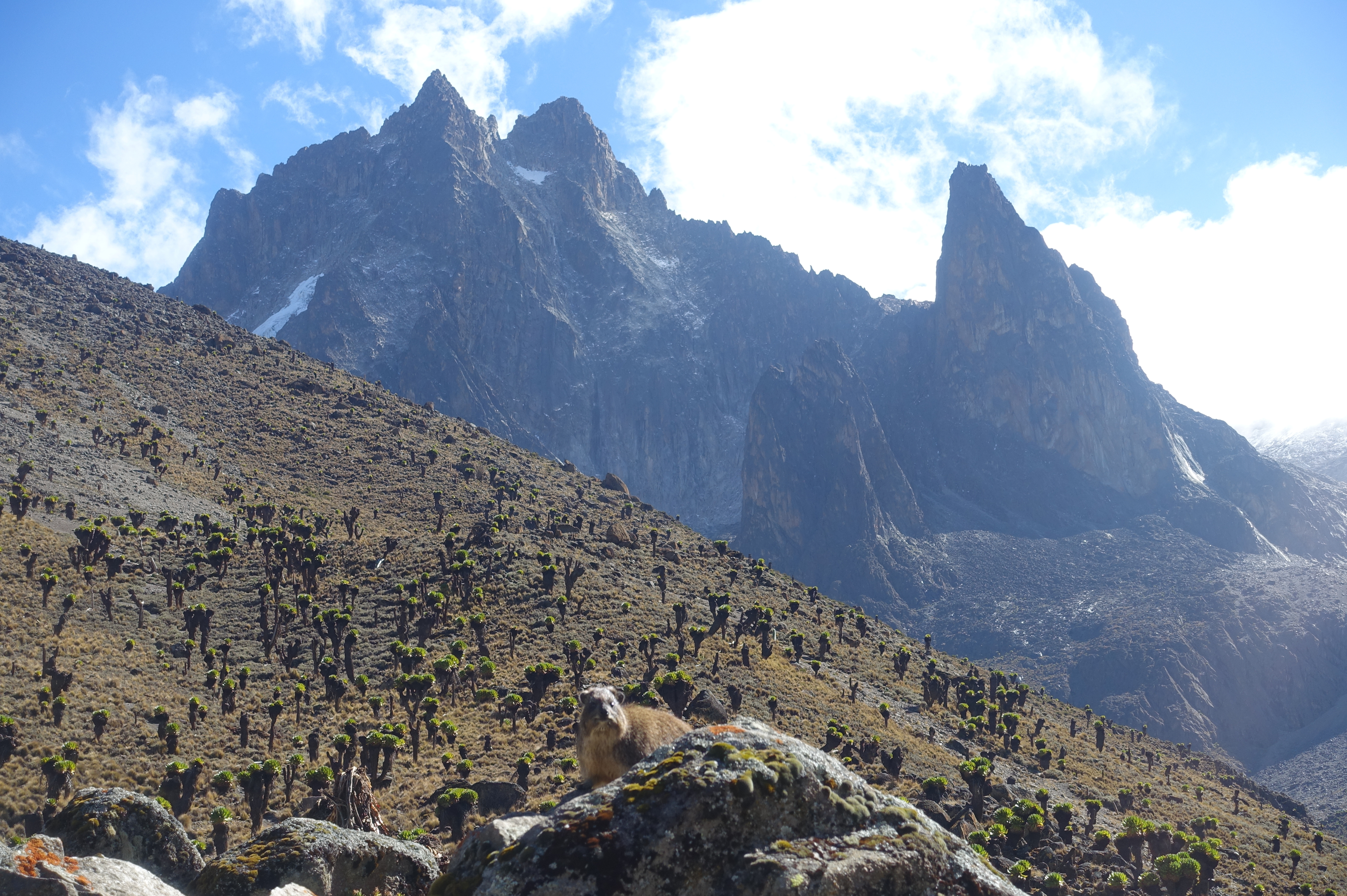 Mt Kenya and Hyrax